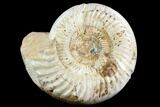 Polished Jurassic Ammonite (Perisphinctes) - Madagascar #123292-1